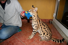 Killikus&reg; Fotographie